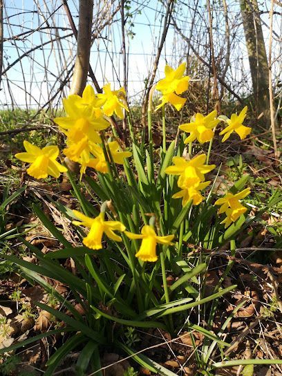 Daffodil Trail