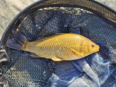 Nether Mill Fishery